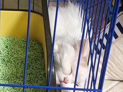 -瑞派伍一宠物医院·眼科·骨科·猫科转诊中心(马王堆院)