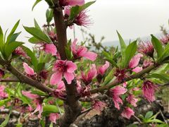 -桃花岛景观公园