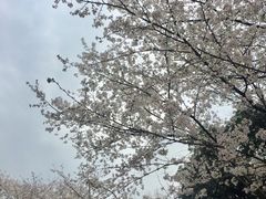 -武汉大学-樱园