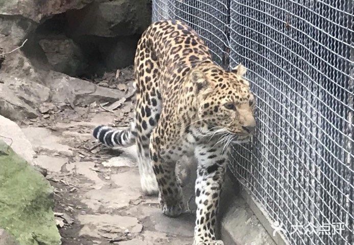 成都動物園遊記