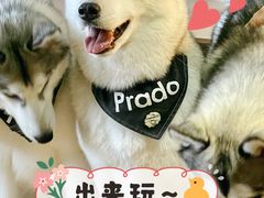 -Husky Go! 哈士奇体验馆·宠物咖啡厅狗咖