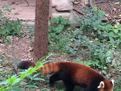 -成都大熊猫繁育研究基地