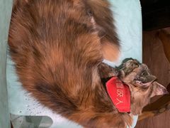 -猫色咖啡·猫咖
