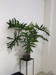 -森柏·SENBO男士护肤·SPA综合管理中心