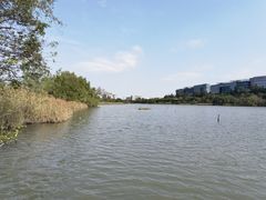 -华侨城湿地公园