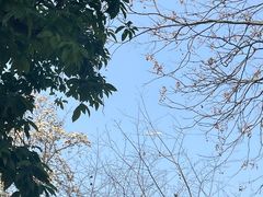 -南山植物园
