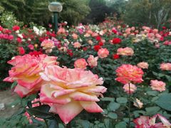 -莲花池公园