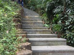 -银湖山郊野公园-相思林