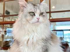 -猫小主咖啡·猫咖cat cafe(福田店)