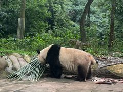 -中国大熊猫保护研究中心雅安碧峰峡基地