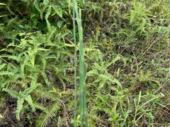 -黄埔油麻山森林公园