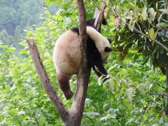 -卧龙中华大熊猫苑神树坪基地