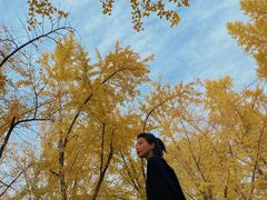 -三里屯东五街银杏大道