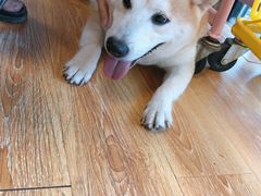 -柴犬高等学院·狗咖·柴犬售卖·宠物训练