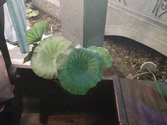 -韵秋荷(宝山龙湖天街店)