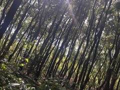 -同里国家湿地公园