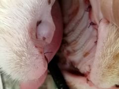 -瑞派雷欧宠物医院·中兽医·眼科·急重症转诊中心(黄台店)