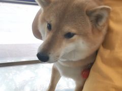 -申普宠物医院·眼科·心内科·影像科(普陀分院)