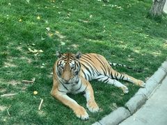 -北京野生动物园