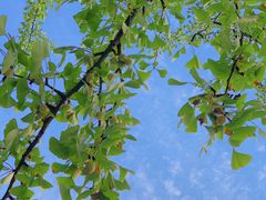 -上海佘山国家森林公园天马山园