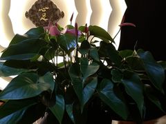 -心足私家足疗SPA(深圳湾店)