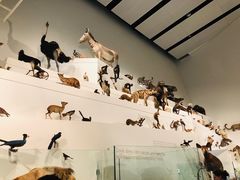 -墨尔本博物馆(Melbourne Museum)