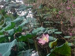 -荔湾湖公园
