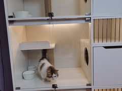 -十月米努特矮脚猫舍
