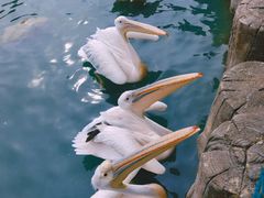 -大连老虎滩海洋公园