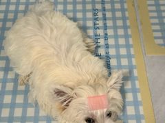 -翊宠yipet猫狗购宠庄园犬舍•猫舍