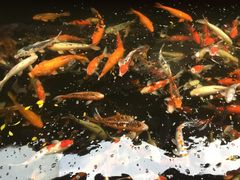 -侠成水上农庄(工业大道店)