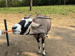 -大连森林动物园