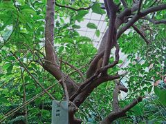 -呀路古热带植物园