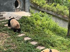 -中国大熊猫保护研究中心雅安碧峰峡基地