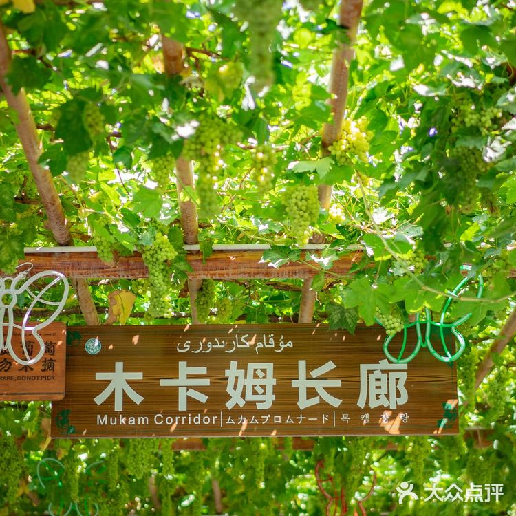 吐鲁番葡萄沟，好吃的葡萄在这里。