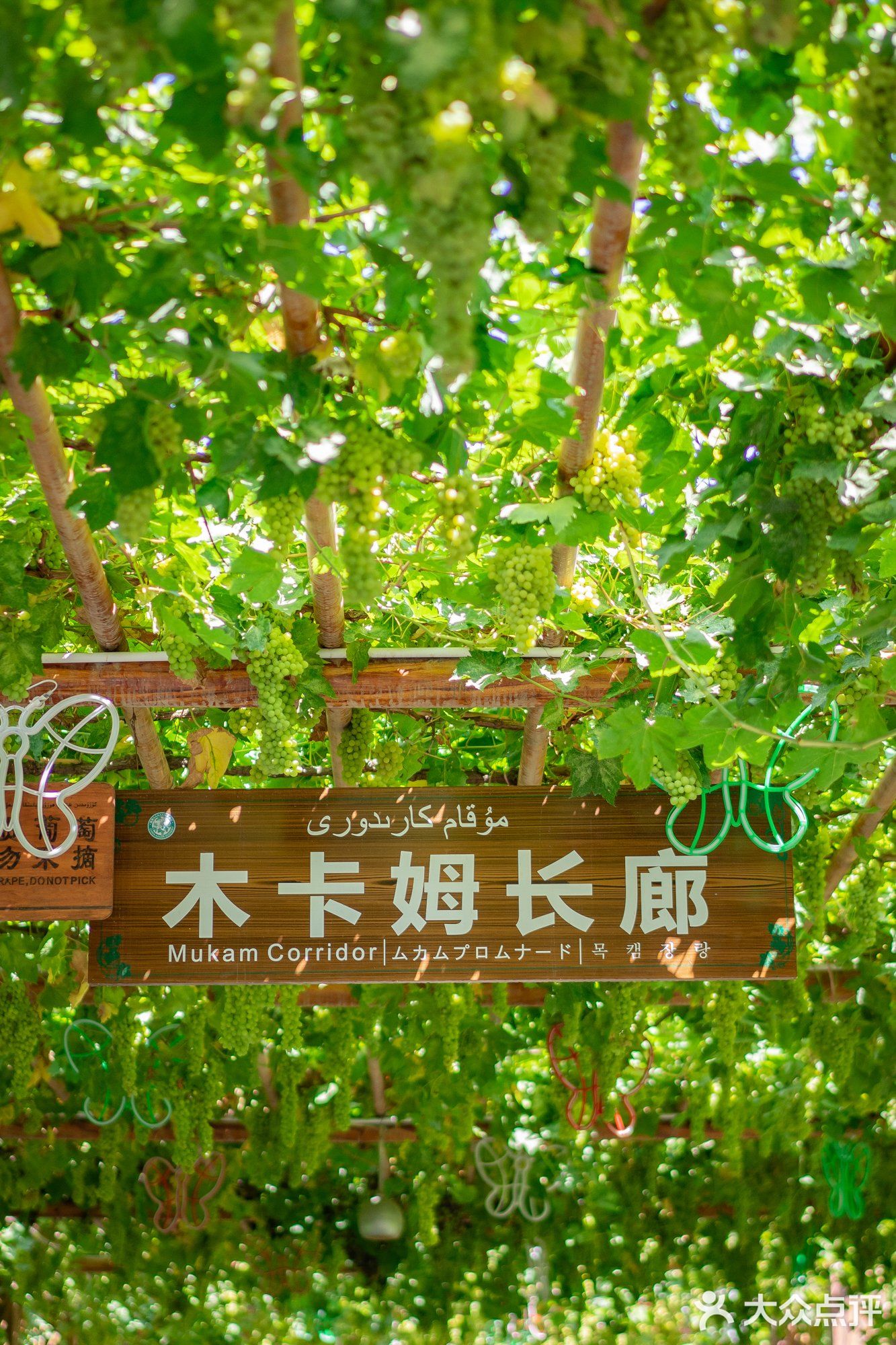 吐鲁番葡萄沟，好吃的葡萄在这里。