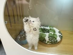 -青奢宠物·青奢猫舍