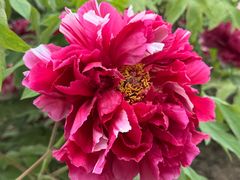 -曹州牡丹园