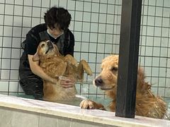 -柚子宠物(伊珊娜调理店)