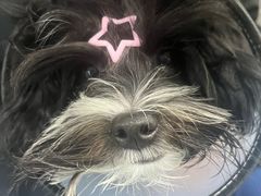 -博特宠物医院24h犬猫全科.骨科·异宠