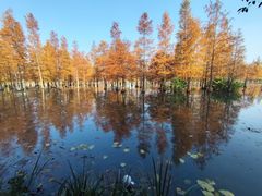 -白鹭湾湿地公园