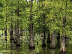 -白鹭湾湿地公园