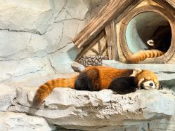 -Zoolung Zoolung动物主题公园(海信广场店)