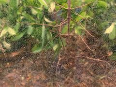 -上海大自然野生昆虫馆(东方明珠·爬宠昆虫探索中心)