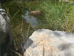 -天鹅湖生态旅游风景区