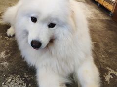 -more than meow吴止猫主题餐厅(承德 中船汇店)