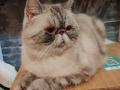 -猫色咖啡·猫咖