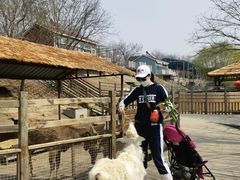 -北京鹿世界主题园