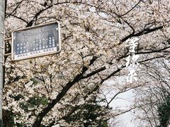 -武汉大学-樱园