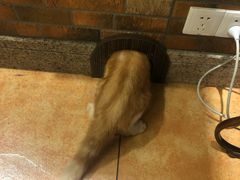 -more than meow吴止猫主题餐厅(承德 中船汇店)